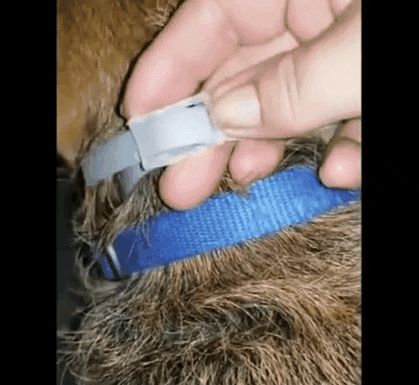 Collar Antipulgas para Mascotas – Dolce Hogar